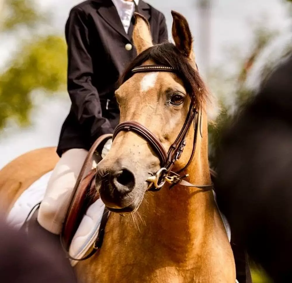 Cheval en concours Votre expert équestre dans le Gers